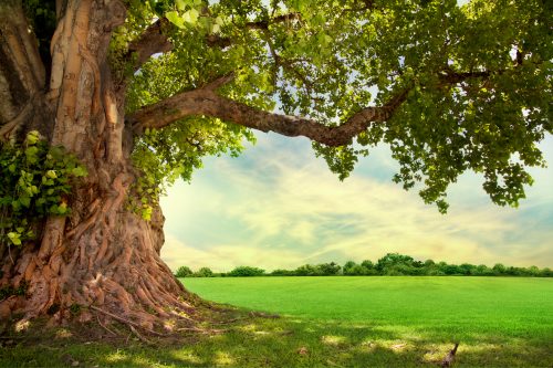 Heilkraft der Natur in die Räume bringen